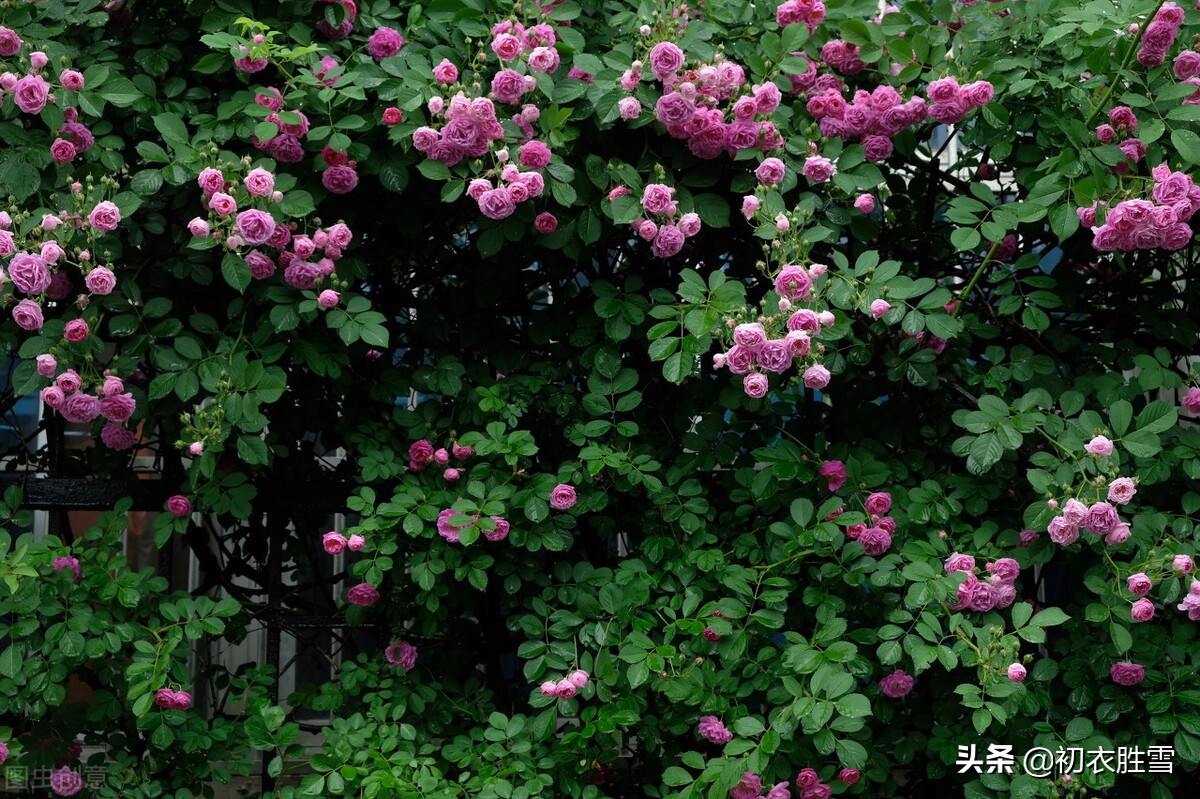 晚春蔷薇古诗六首：一架长条万朵春，嫩红深绿小窠匀
