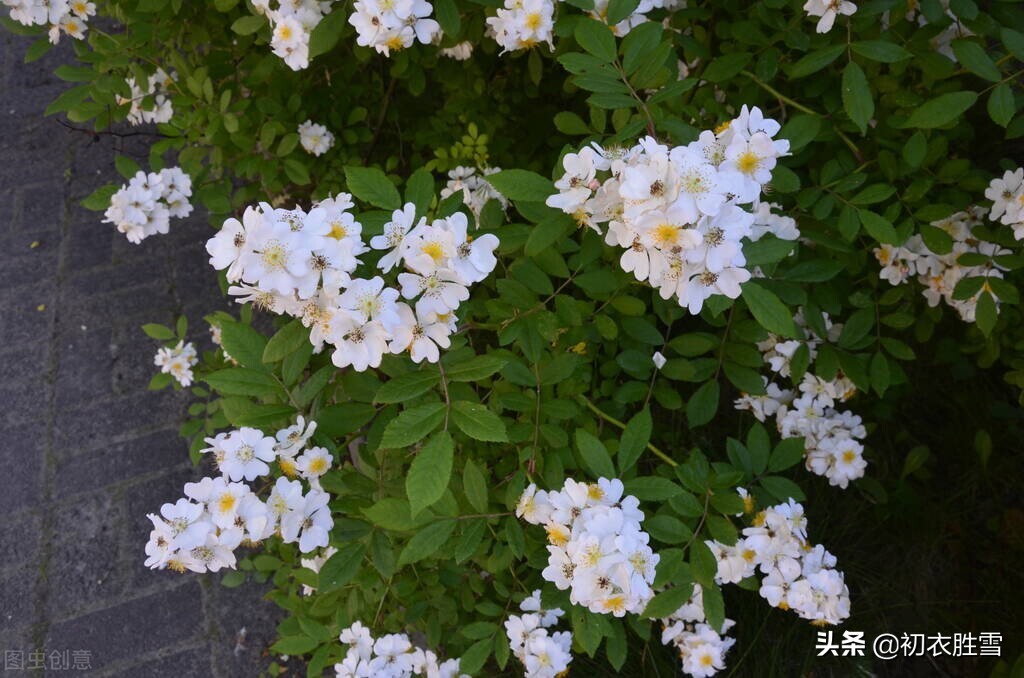 晚春花信之荼蘼花八首：一年春事到荼蘼，香雪纷纷又扑衣