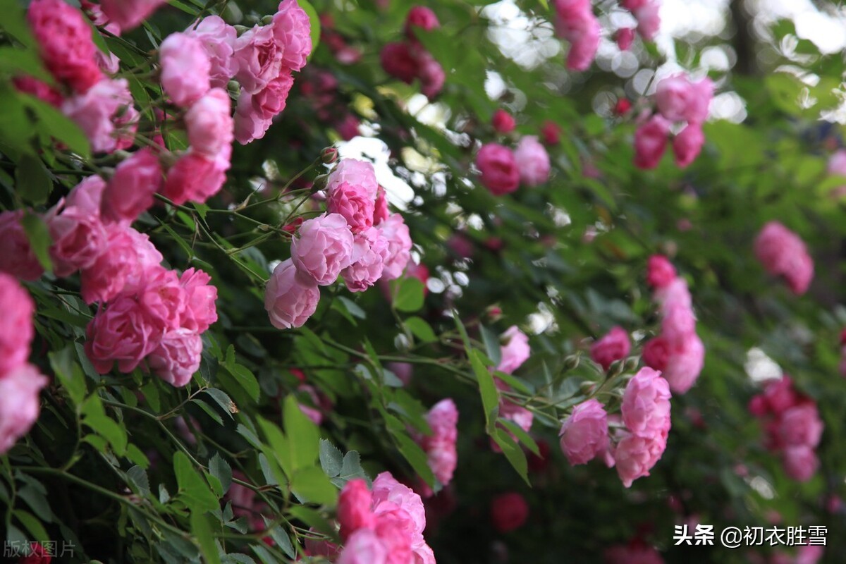 晚春清丽蔷薇美词五首赏析：蔷薇折，一怀秀影花和月