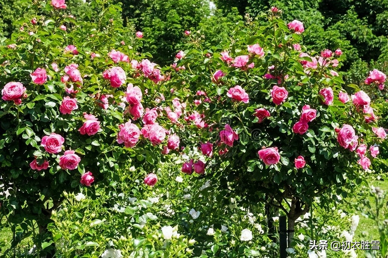 晚春玫瑰古诗七首：窗前好树名玫瑰，去年花落今年开-爱读书