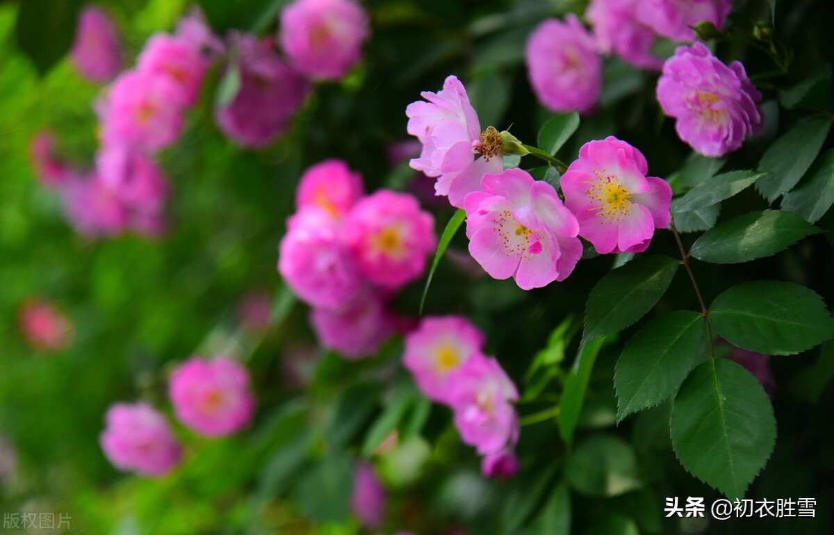 杜牧蔷薇花两首，蔷薇花谢即归来，解读他和歌女张好好的蔷薇爱情