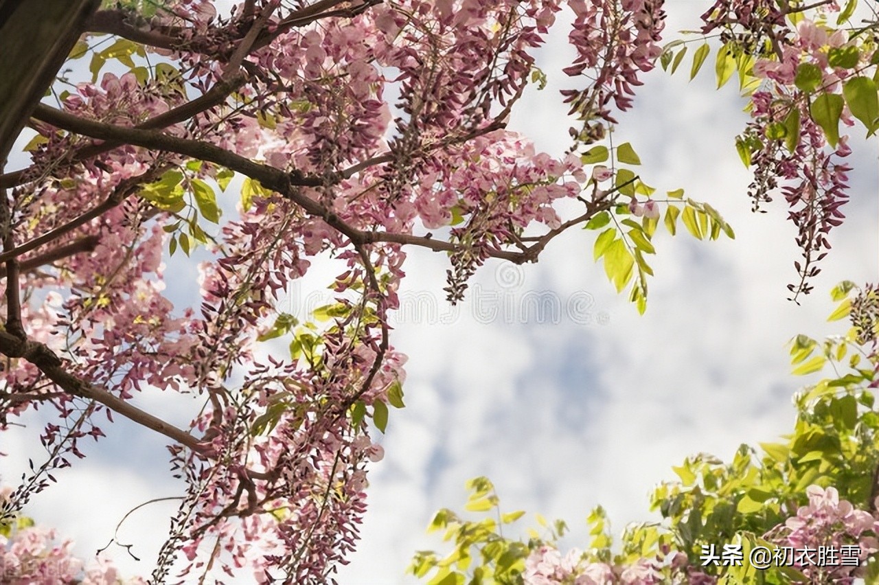 王国维晚春明丽美词两首：花事山中浑未了，十里杜鹃红似烧