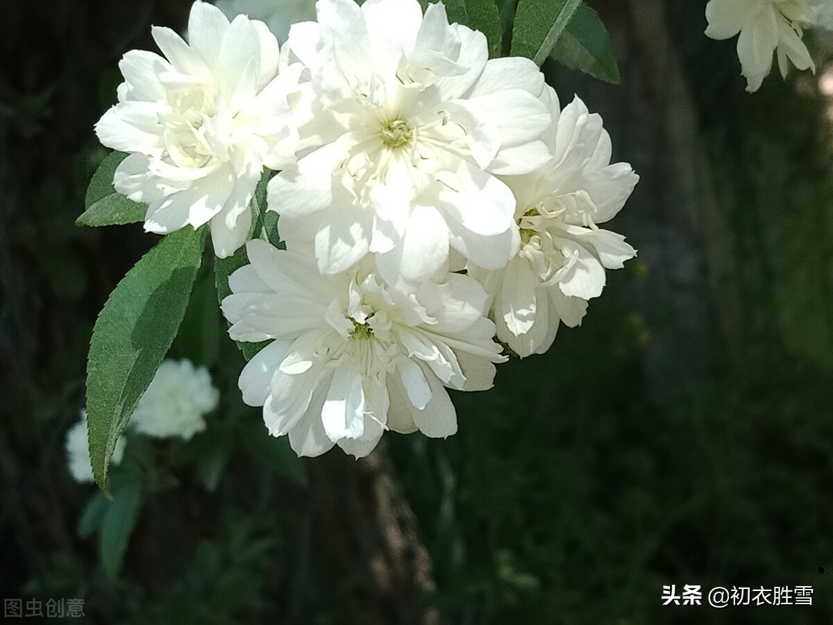 晚春花信之荼蘼花八首：一年春事到荼蘼，香雪纷纷又扑衣