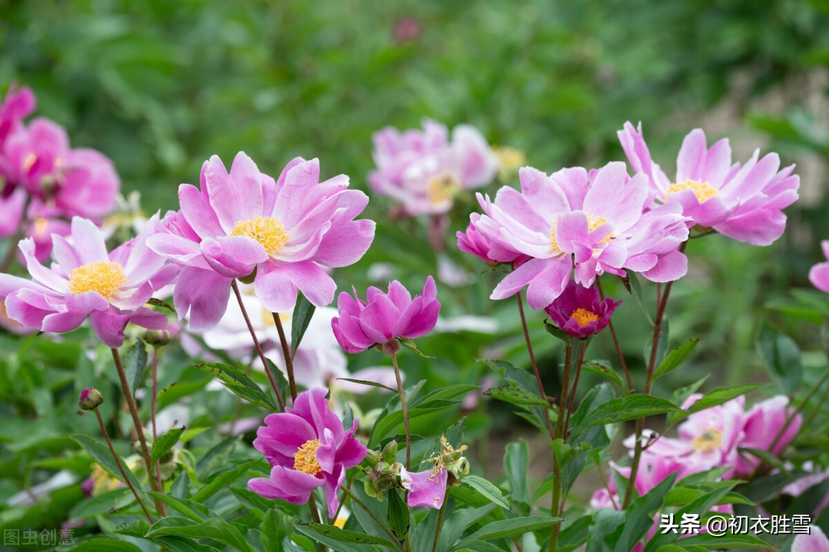 晚春芍药美诗六首：芍药承春宠，何曾羡牡丹