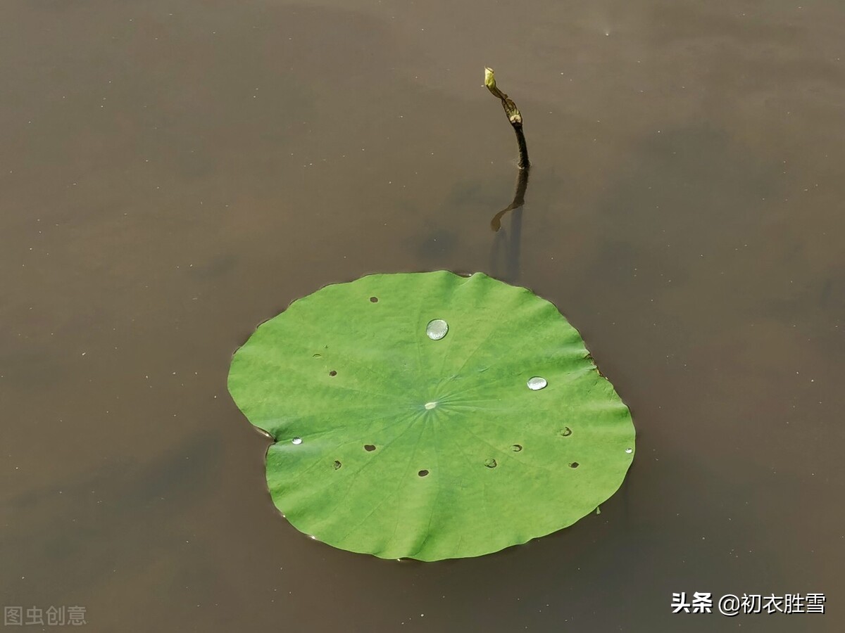 晚春清新荷叶美诗五首：田田八九叶，荷新钿扇圆