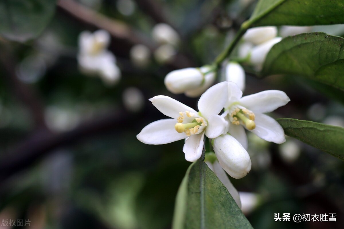 ​晚春橘花古诗七首赏读：橘花如雪细吹香，橘花开时香满城