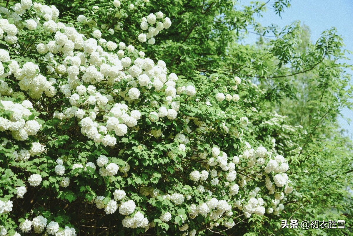 晚春绣球花诗词六首：疑是琼瑶初琢就，一团香雪滚春风