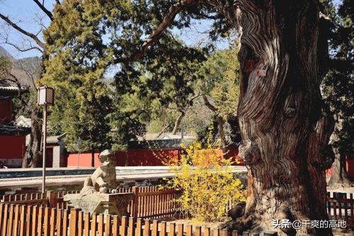 散文丨李朝全：大觉寺的古树-爱读书