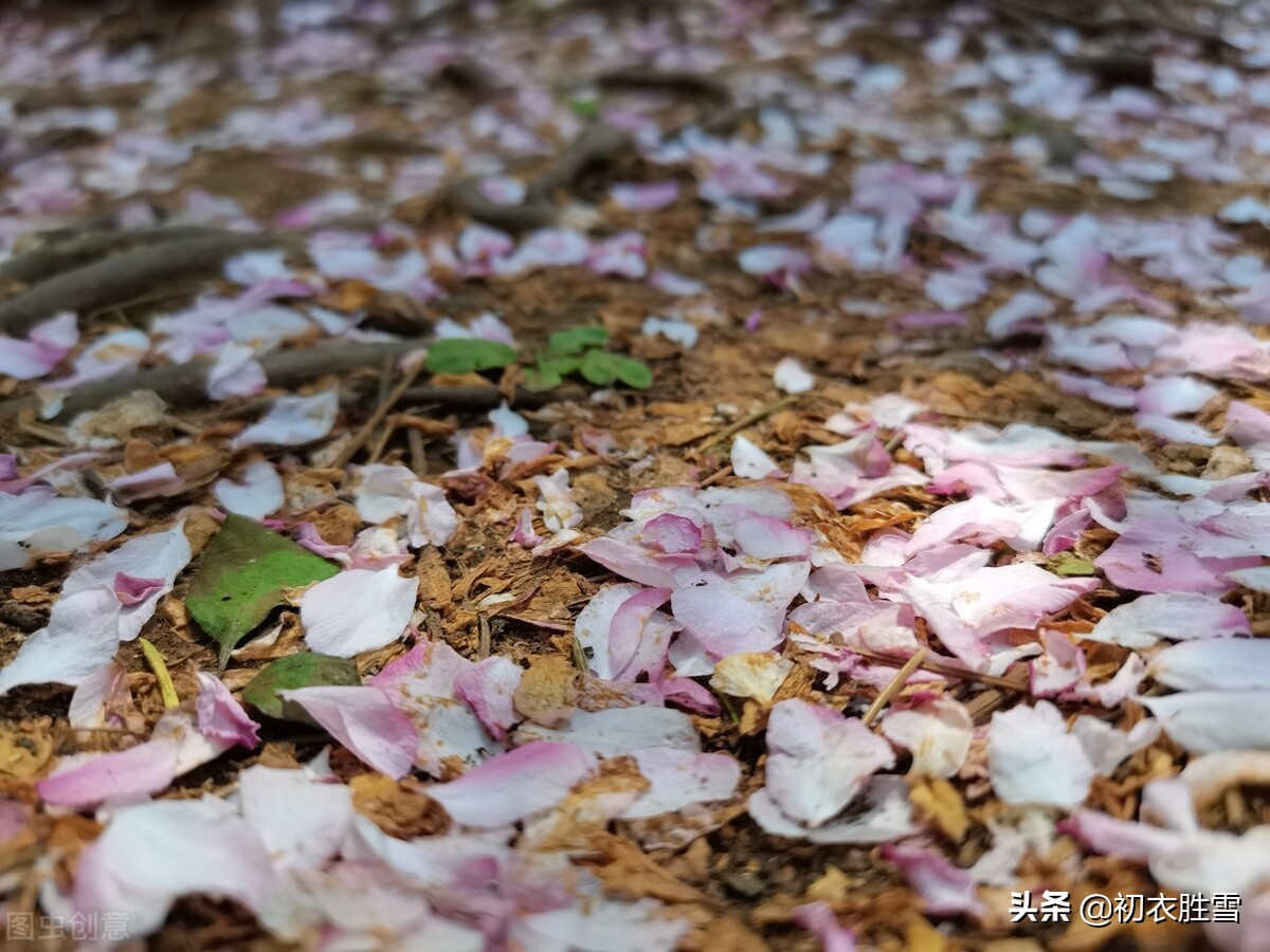 暮春落花绝句五首赏读：春风三月落花时，人间春去落花深