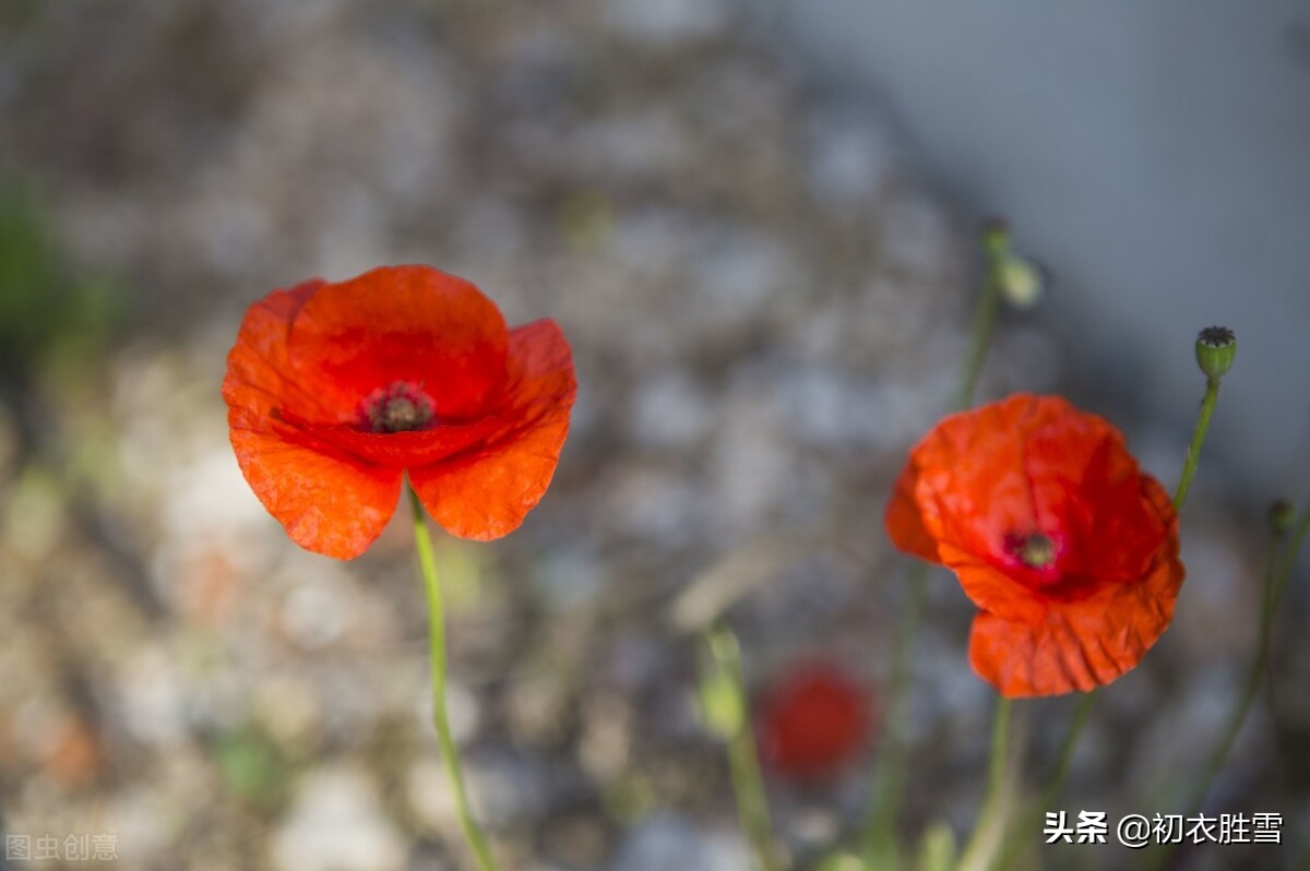 辛弃疾虞美人花两首：至今草木忆英雄，便舞春风