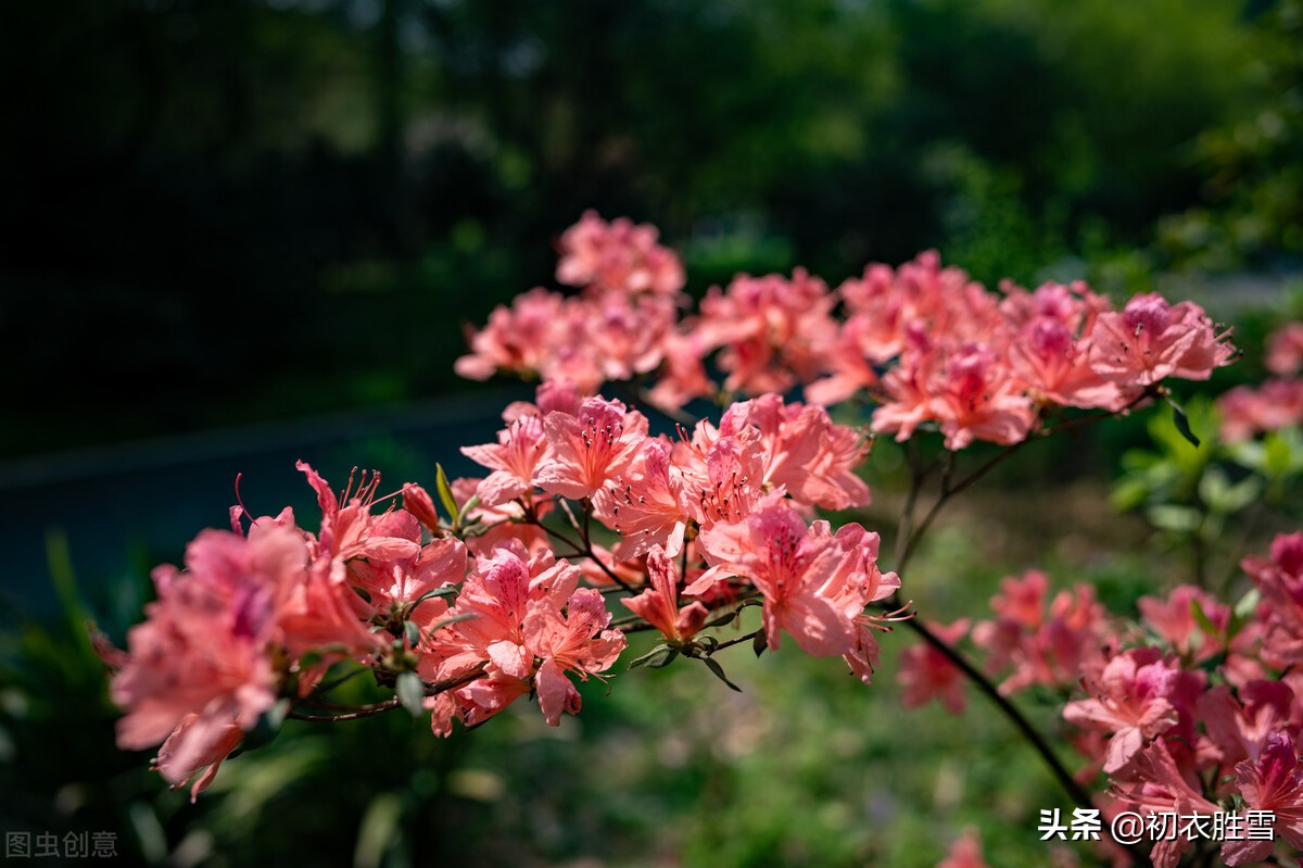 寒食节清明节唐诗七首，一朵又一朵，并开寒食时，是什么花？