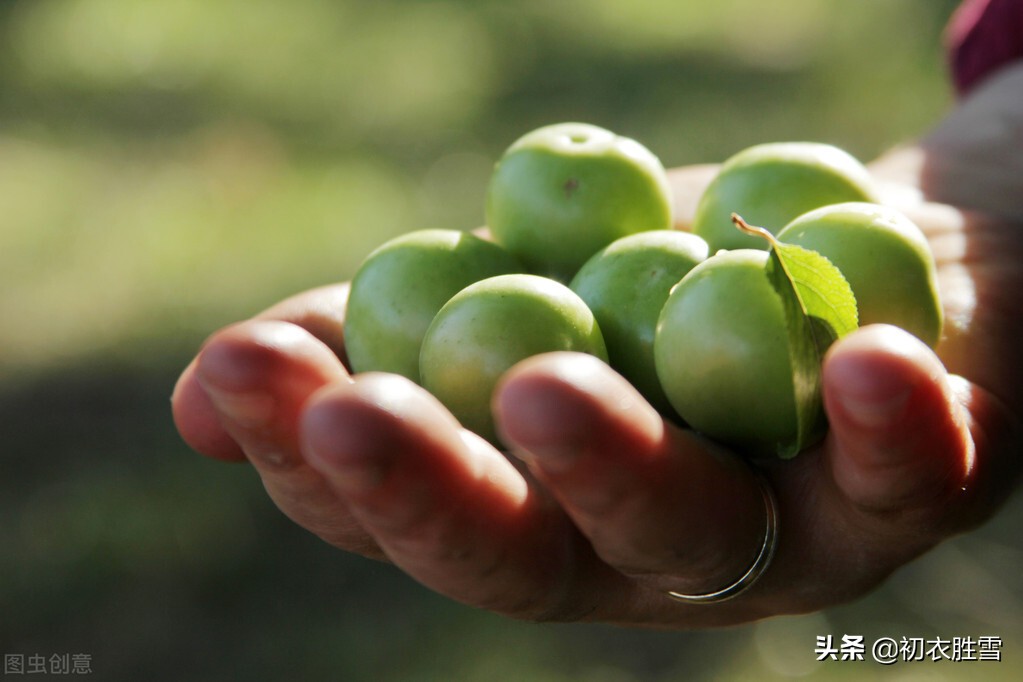 晚春清丽青梅诗词五首：中庭自摘青梅子，先向钗头戴一双