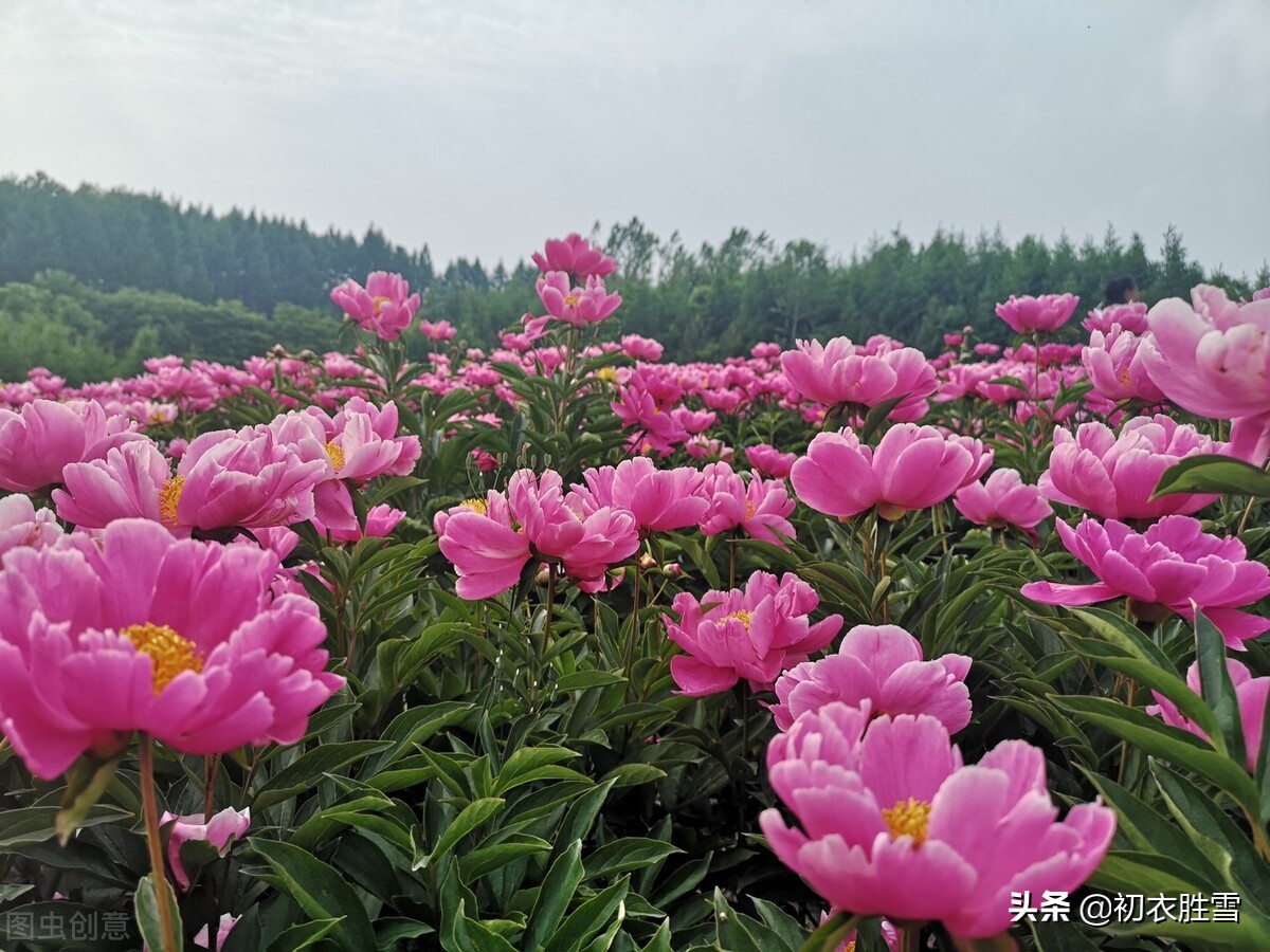 最美的芍药诗，是孟郊的芍药五首，温柔一同女，红笑笑不休