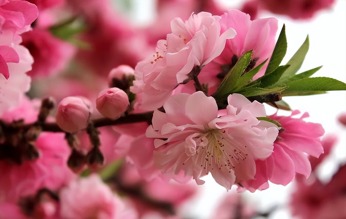 惠风和畅，春风化雨，最美人间四月天：古诗中的春风又是怎样的？