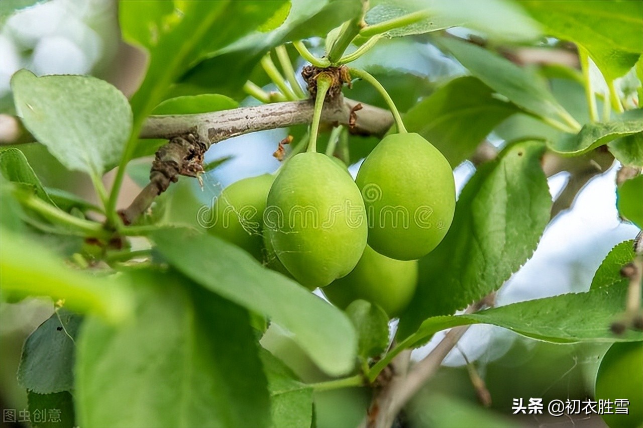 晚春清丽青梅诗词五首：中庭自摘青梅子，先向钗头戴一双