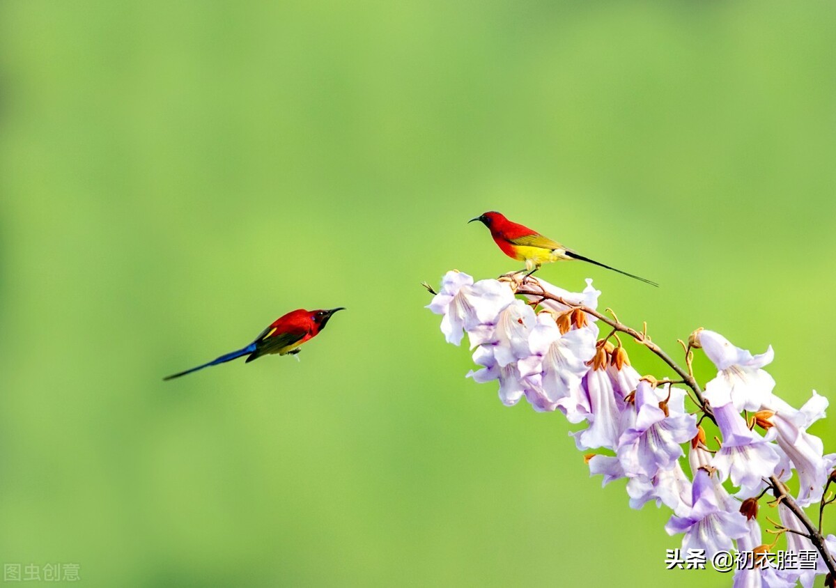 晚春桐花凤六首：五色毛衣比凤雏，独见桐花小凤栖