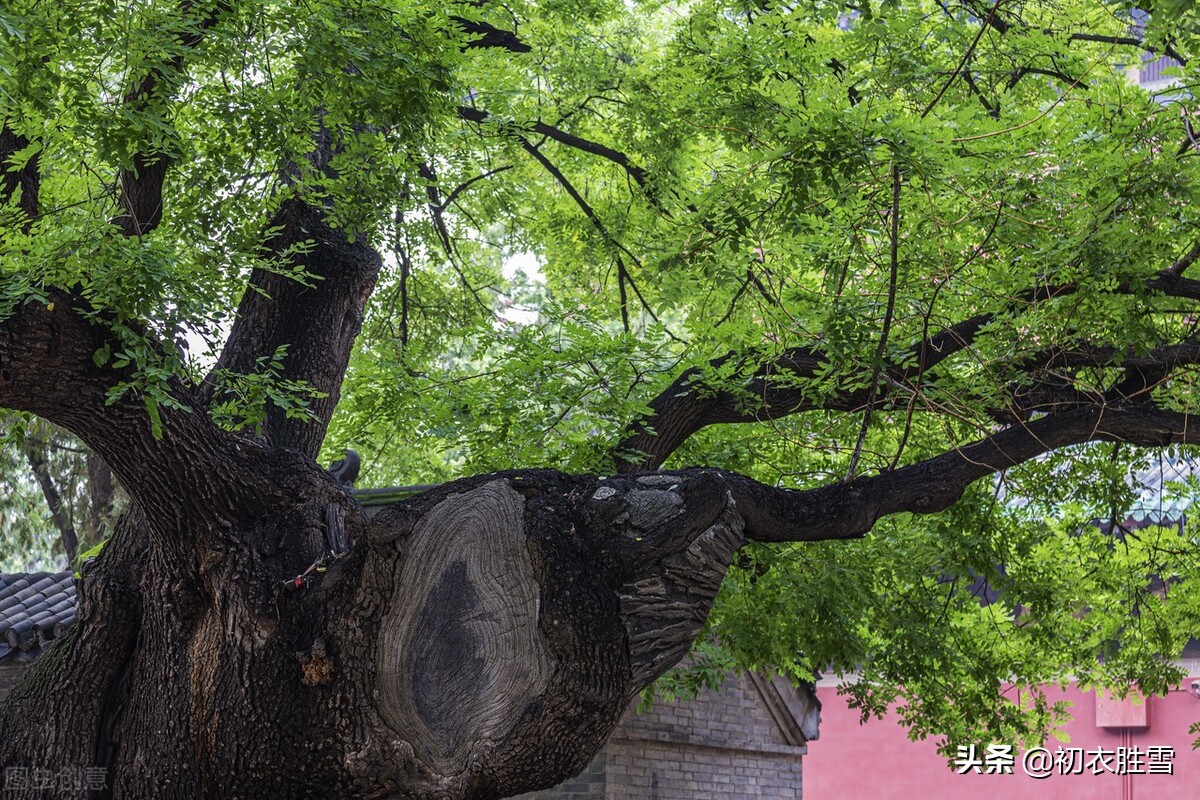 早夏清丽美诗六首：清夏槐生风细细，新秋麦涨雨霏霏