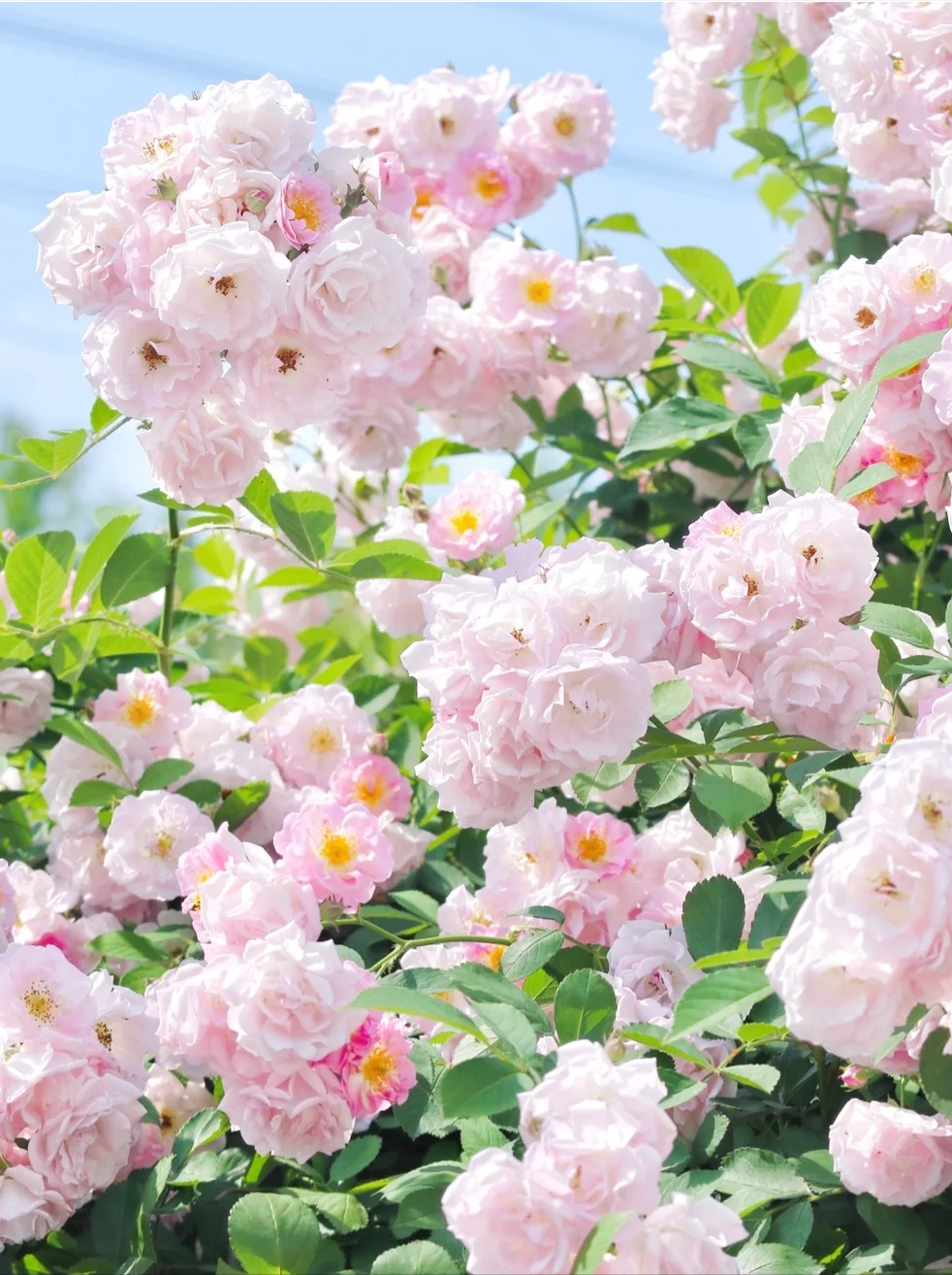 诗词百花集：有情芍药含春泪，无力蔷薇卧晓枝