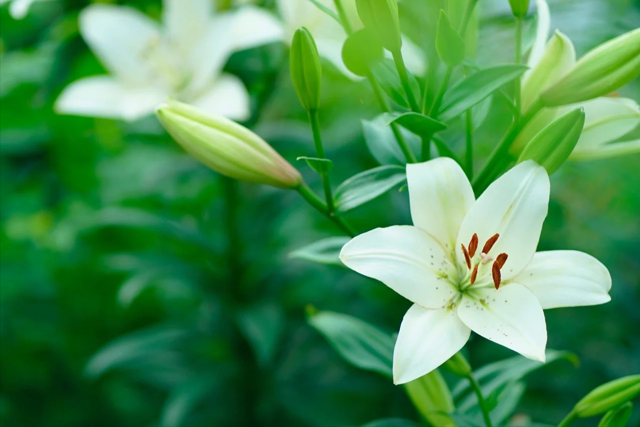 诗词·百花集：幽颈翠臂抖清芬，雪裳云披谪仙身