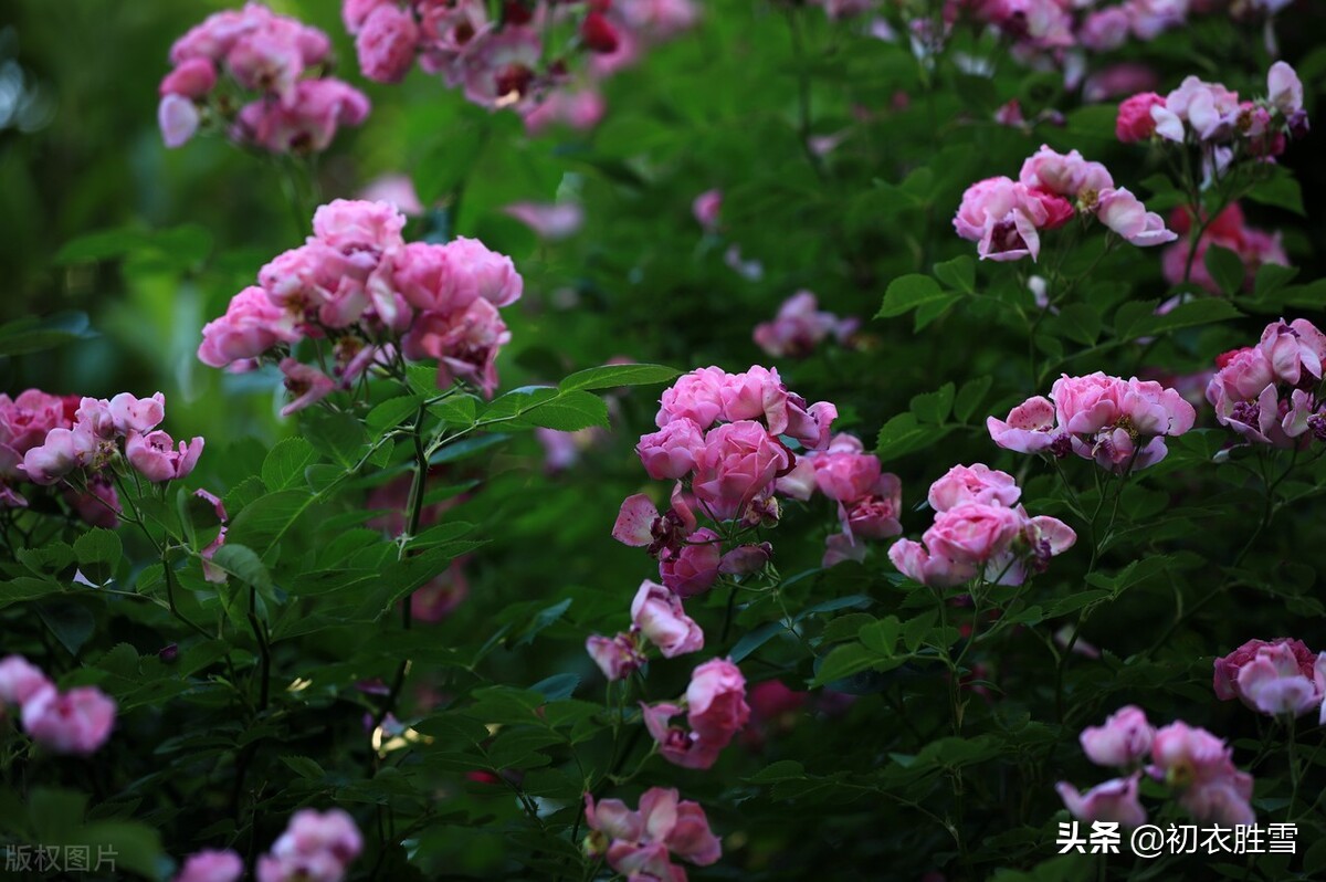 夏日绚烂蔷薇唐诗六首：瓮头竹叶经春熟，阶底蔷薇入夏开-爱读书