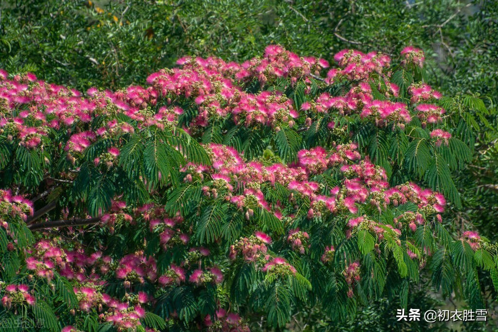 初夏萱草合欢诗词七首：中庭植合欢，满庭萱草长