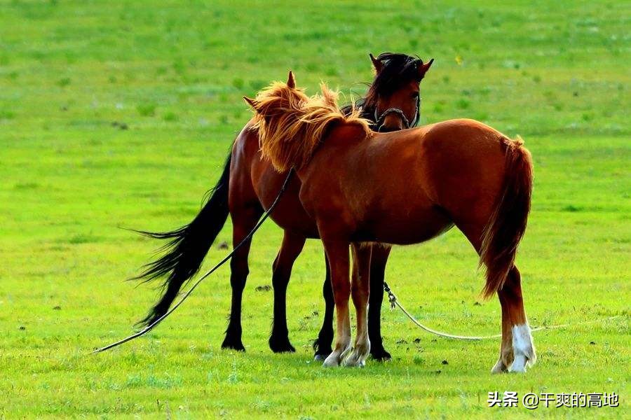 散文丨李复苏：送我一匹马