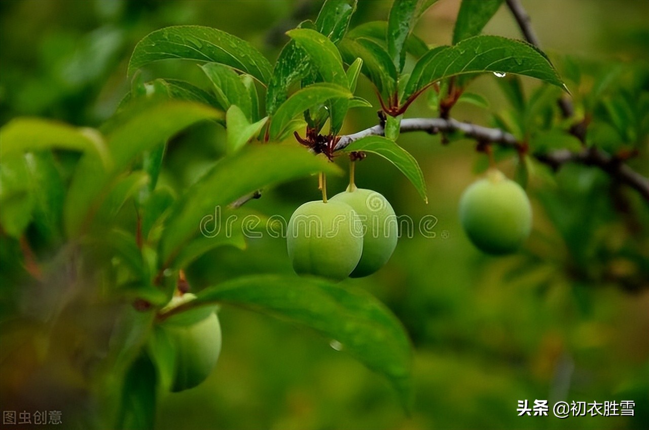 立夏清丽绿荫诗词五首：绿荫铺野换新光，新绿荫中缓举杯