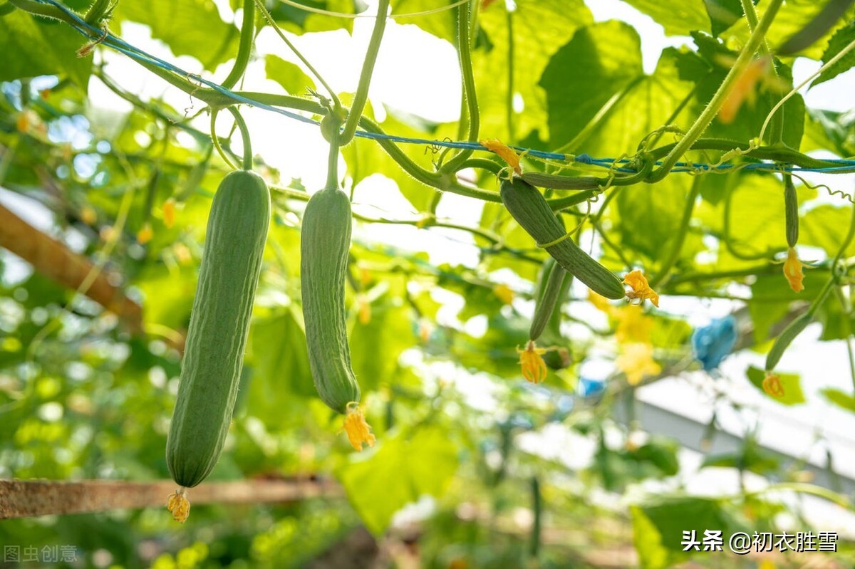 古诗词七首，解读立夏物候王瓜和黄瓜的关系