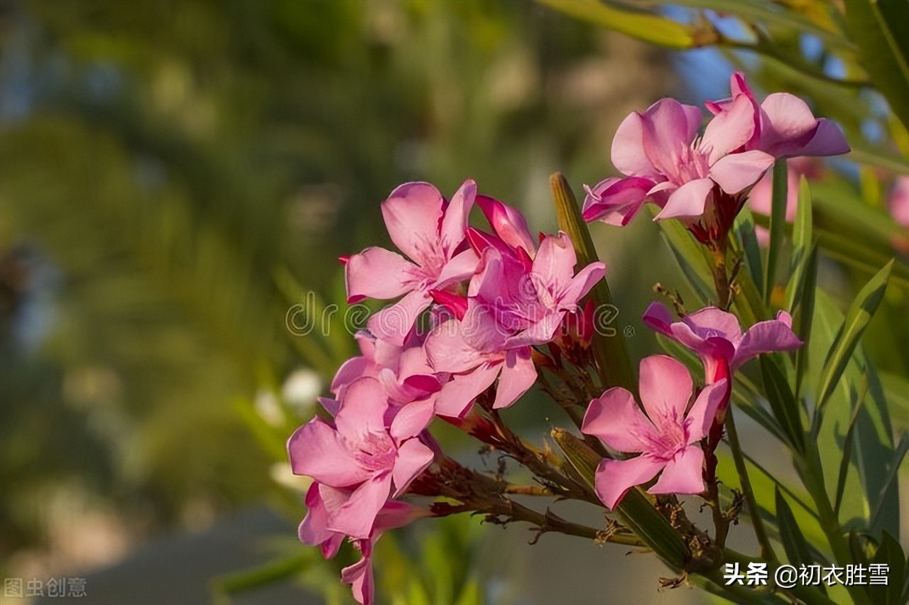 桃花有时谢，竹枝无时衰，古诗六首解读夹竹桃前生今世