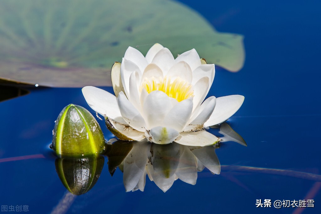 古诗文中的睡莲（上）：洱水出焉，其中多茈碧