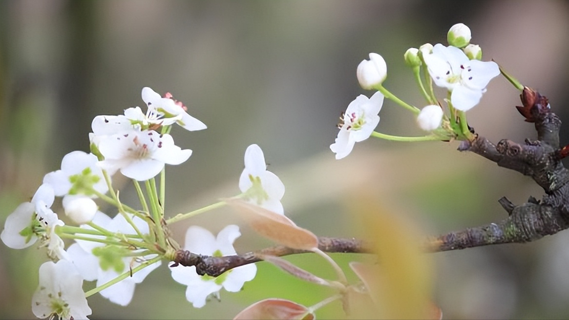 春日梨花树树，粉淡香清自一家