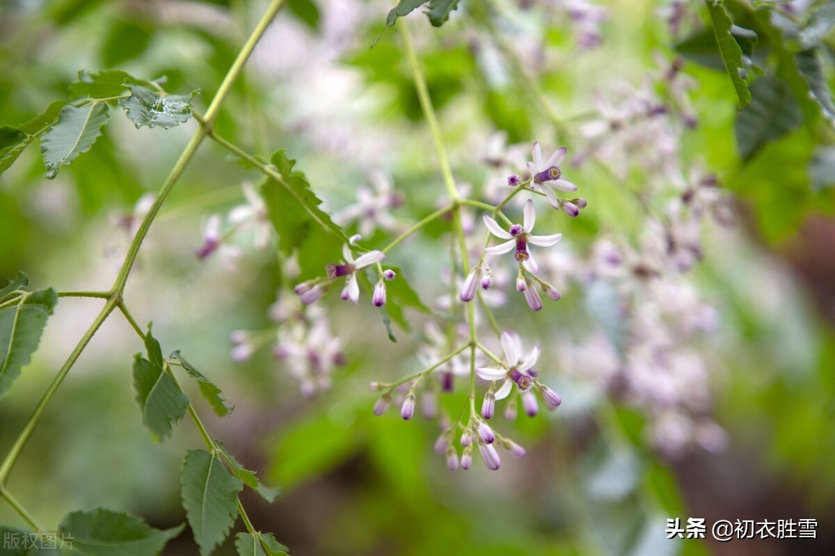 晚春早夏花信风之楝花七首：又见春光到楝花，举头惊见楝花香