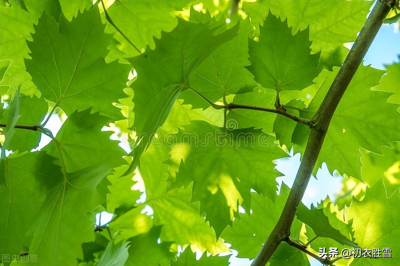 初夏清丽绝句六首：天气清和树荫浓，绿阴幽草胜花时