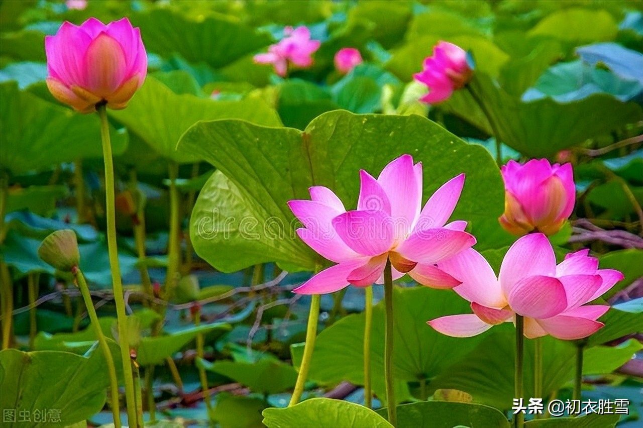 早夏荷钱美诗六首：渐点青钱浮水面，荷叶如钱水面平