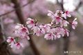 散文丨鲍尔吉·原野：樱桃花在枝头想念樱桃