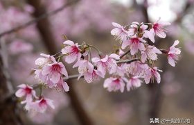 散文丨鲍尔吉·原野：樱桃花在枝头想念樱桃