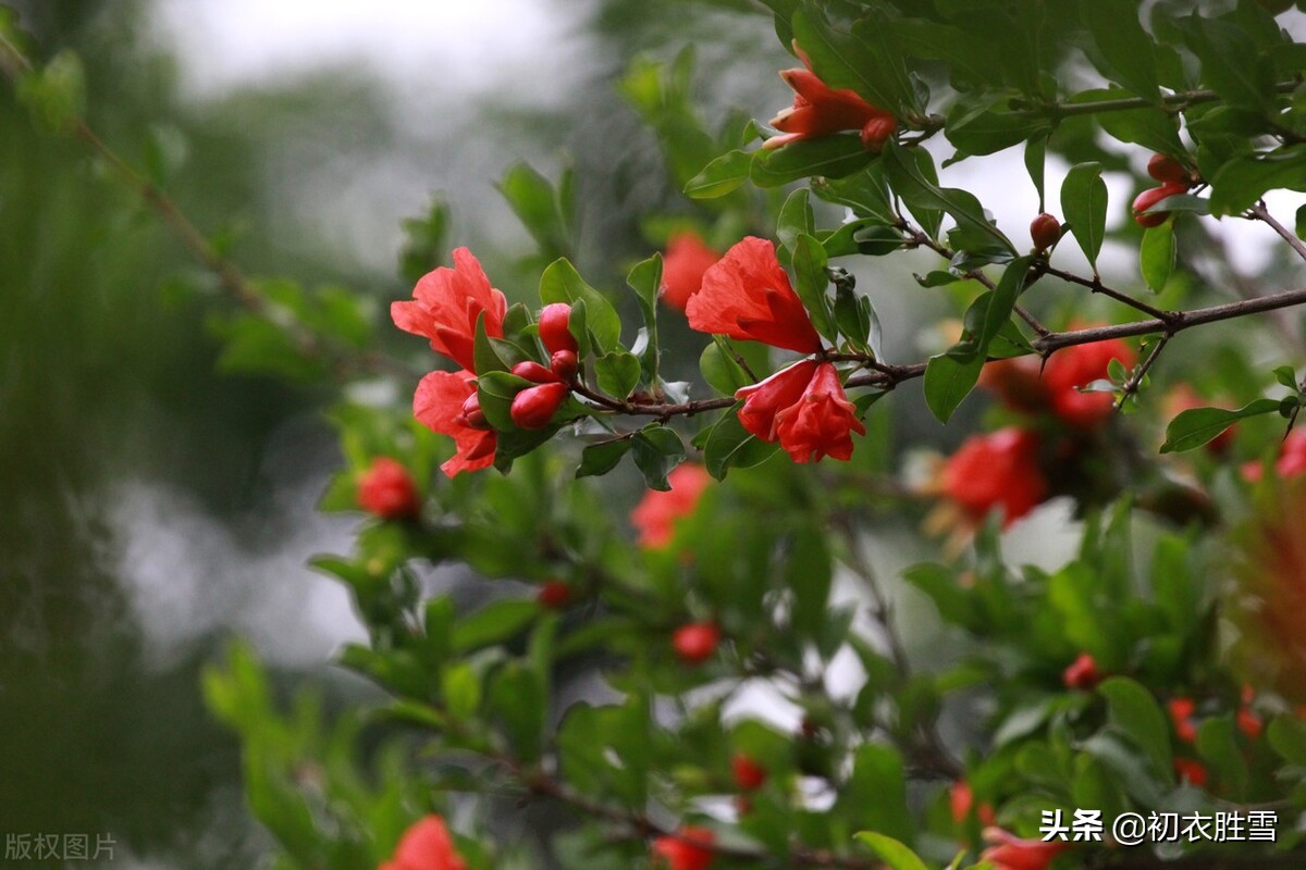 苏轼石榴花诗词六首：惟见石榴新蕊，一枝开