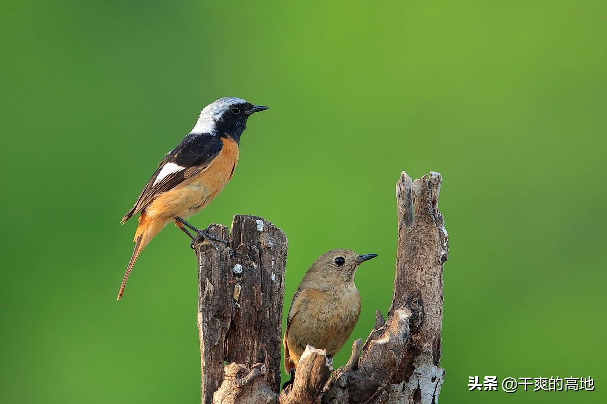 散文 | 祖克慰：鸟声四季