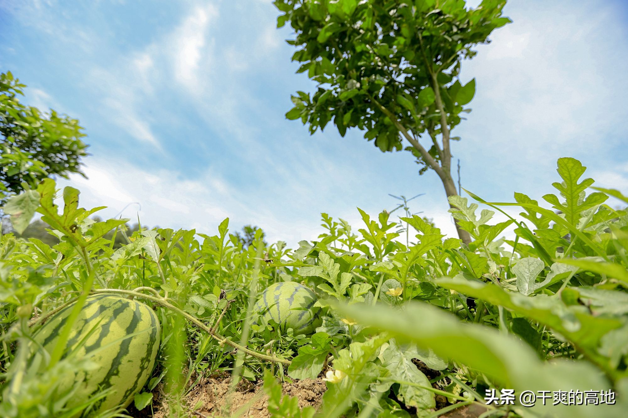 散文 | 李蕾：父亲的夏天