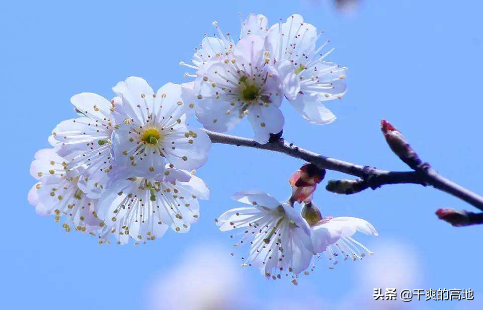 散文丨鲍尔吉·原野：樱桃花在枝头想念樱桃-爱读书