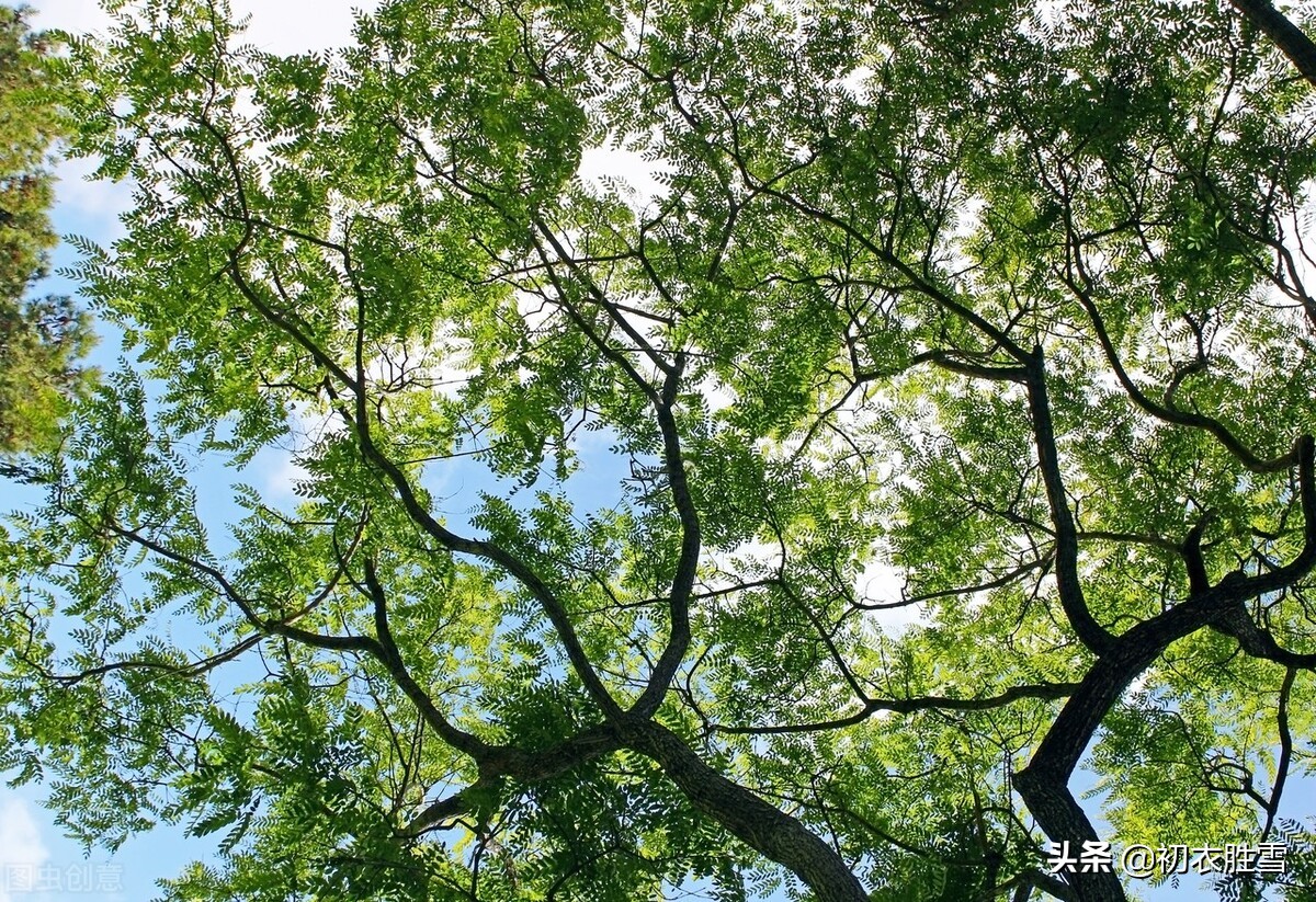 早夏清丽美诗六首：清夏槐生风细细，新秋麦涨雨霏霏