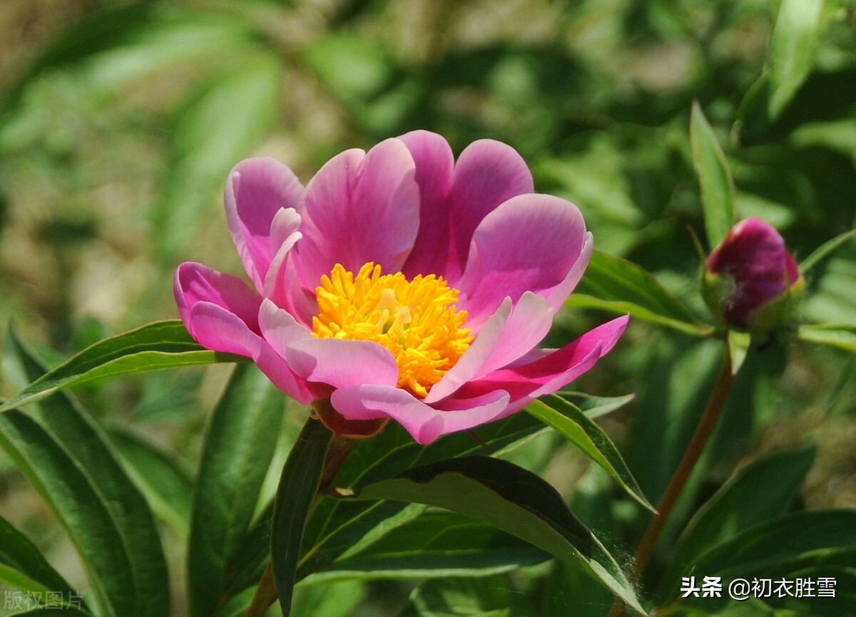 早夏美艳芍药诗词八首：四月清和芍药天，欲将芍药赠何人