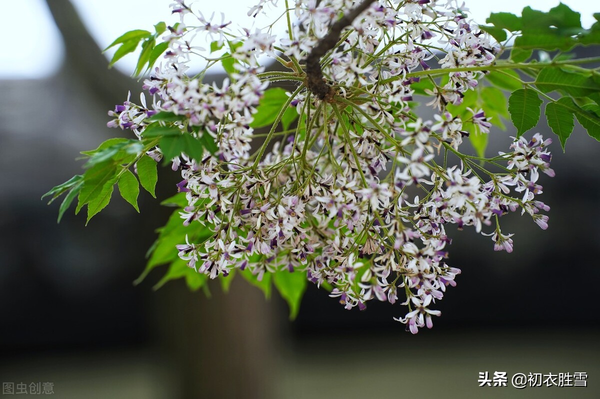 晚春早夏楝花美词五首：楝花天气耐相思