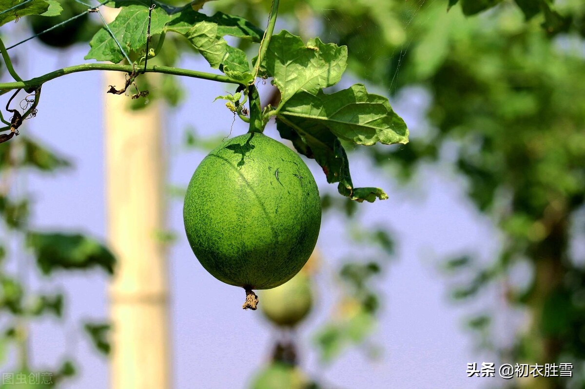 立夏三候王瓜生图片