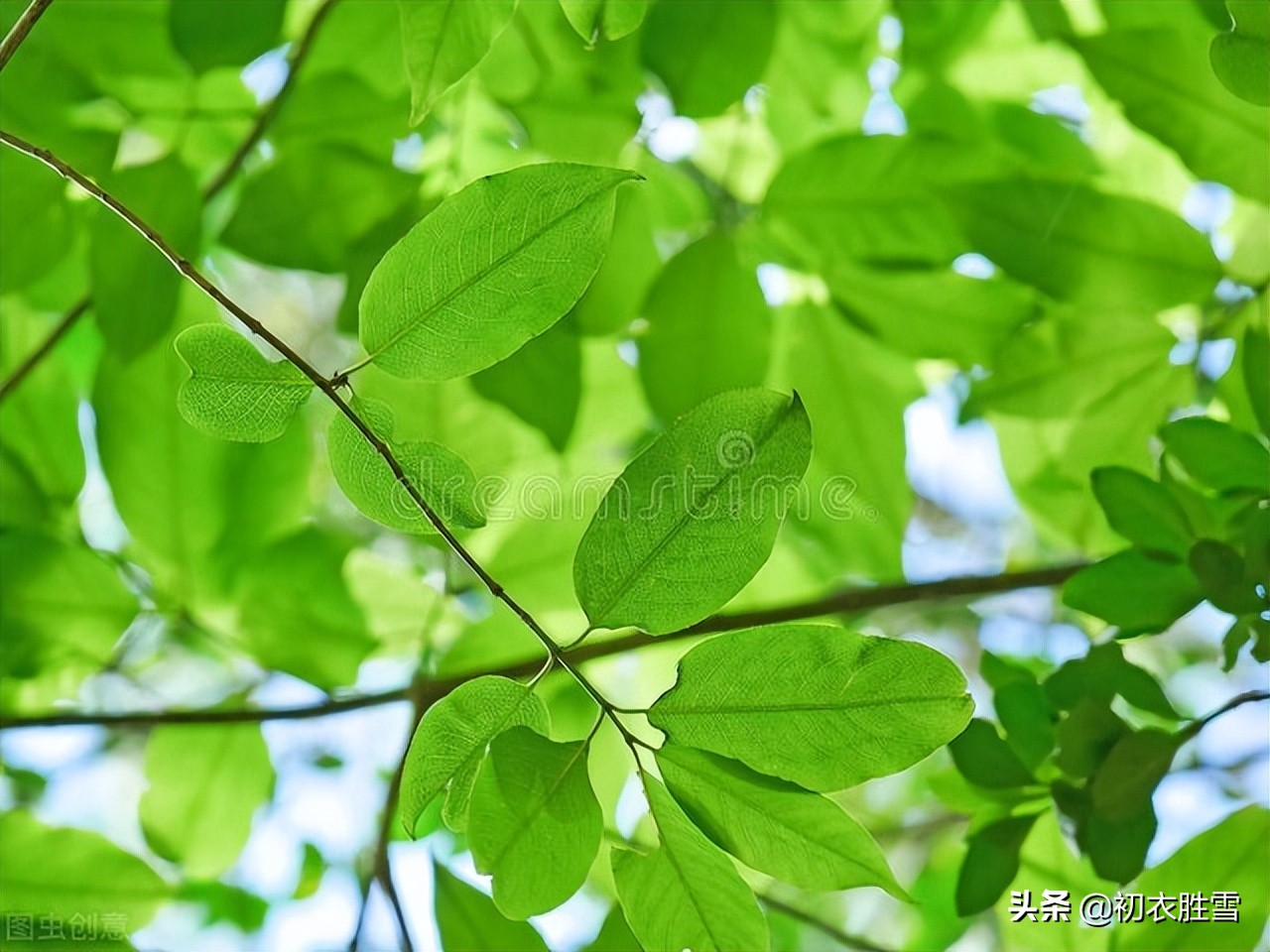 立夏清丽绿荫诗词五首：绿荫铺野换新光，新绿荫中缓举杯