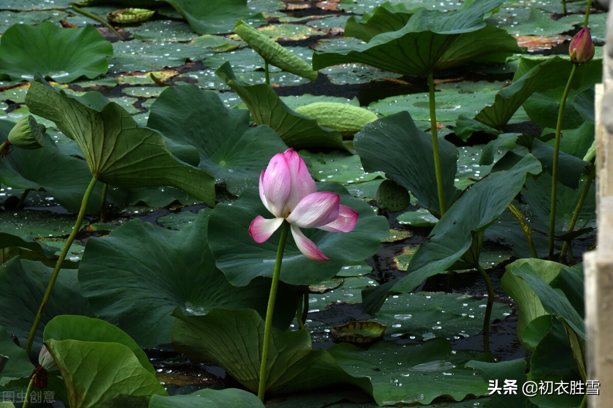 涉江采芙蓉六首：涉江采芙蓉，采之欲遗谁