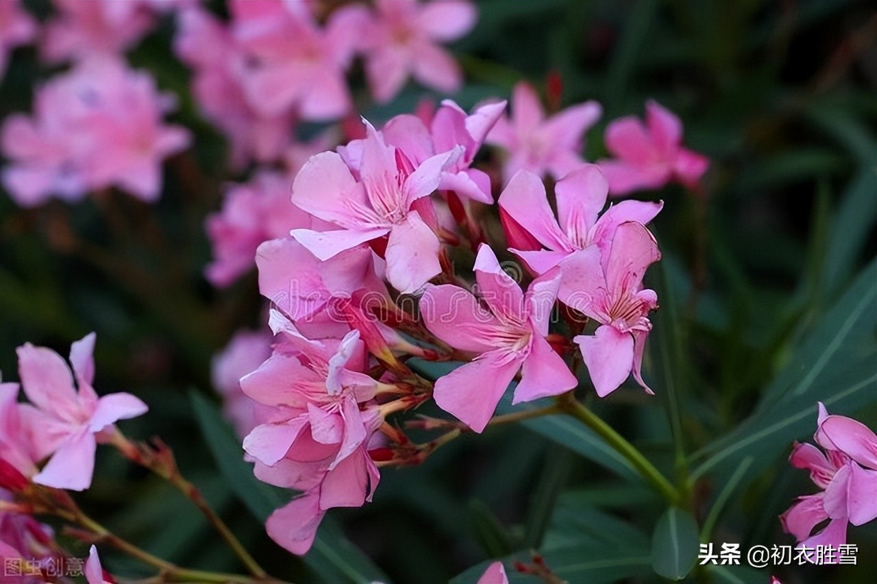 桃花有时谢，竹枝无时衰，古诗六首解读夹竹桃前生今世