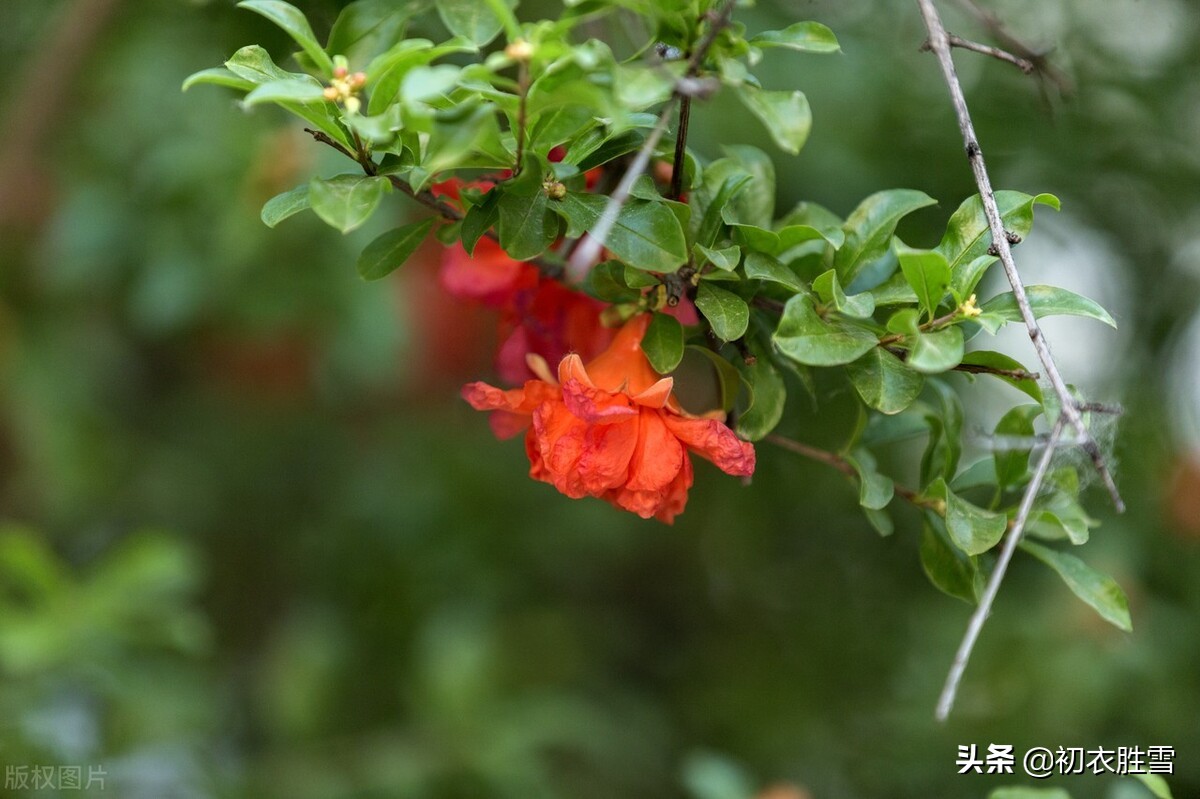 苏轼石榴花诗词六首：惟见石榴新蕊，一枝开