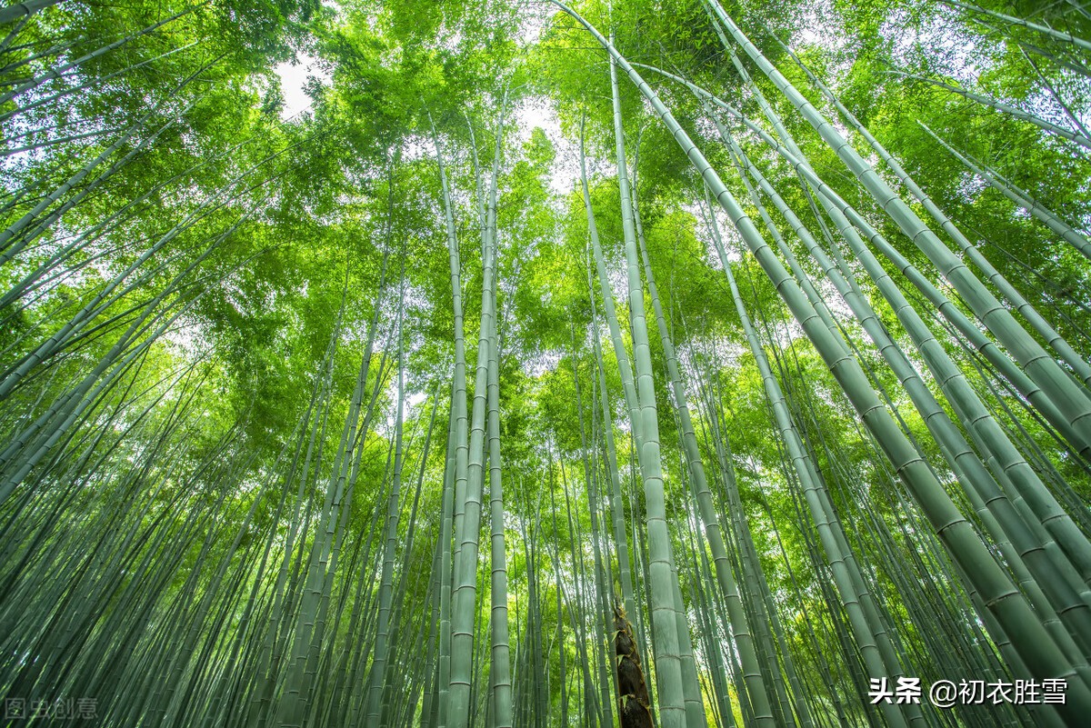 初夏竹子美诗八首：老竹生孙翠影浓，一轩高竹似高人