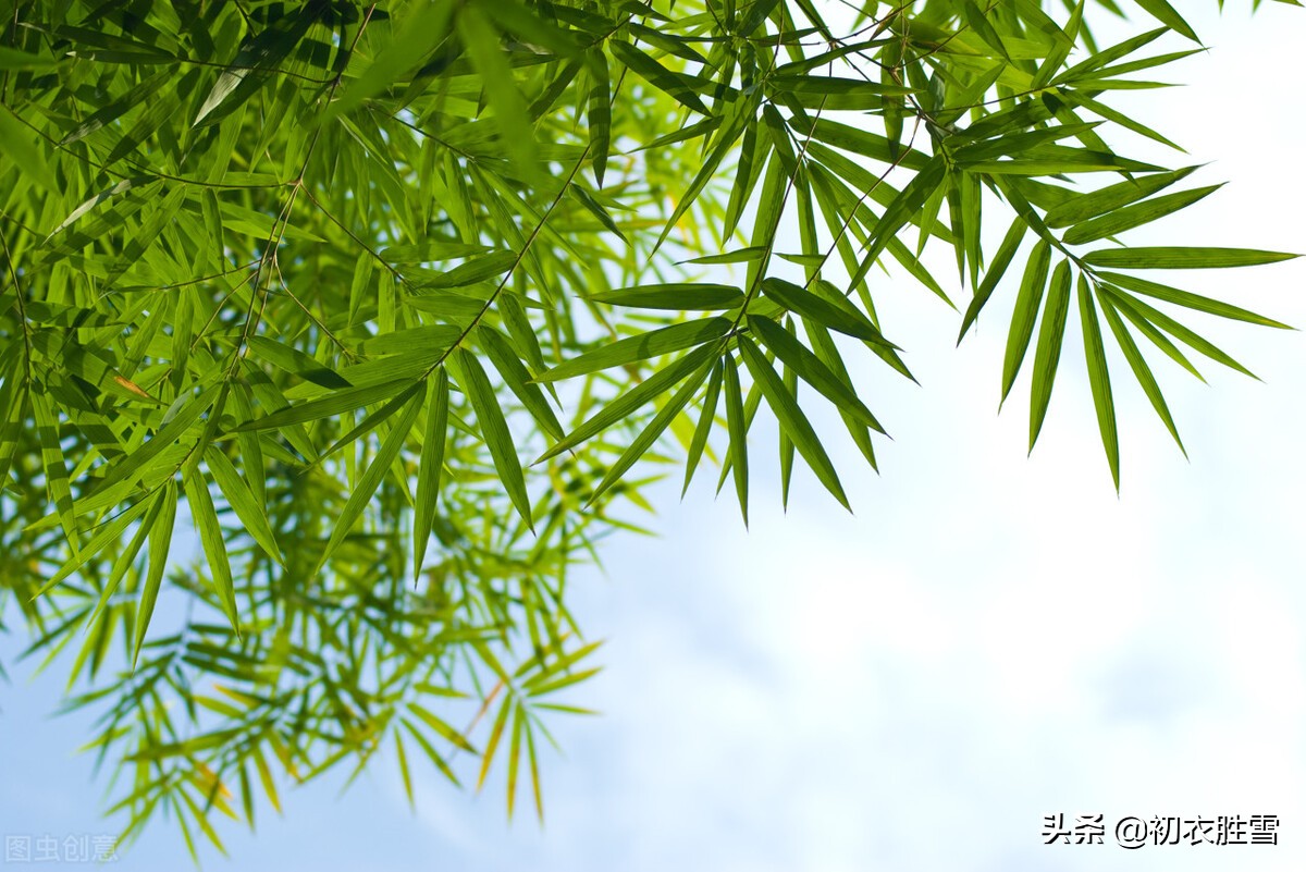 初夏竹子美诗八首：老竹生孙翠影浓，一轩高竹似高人